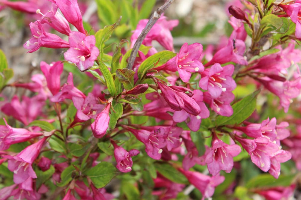 Pink Flowers