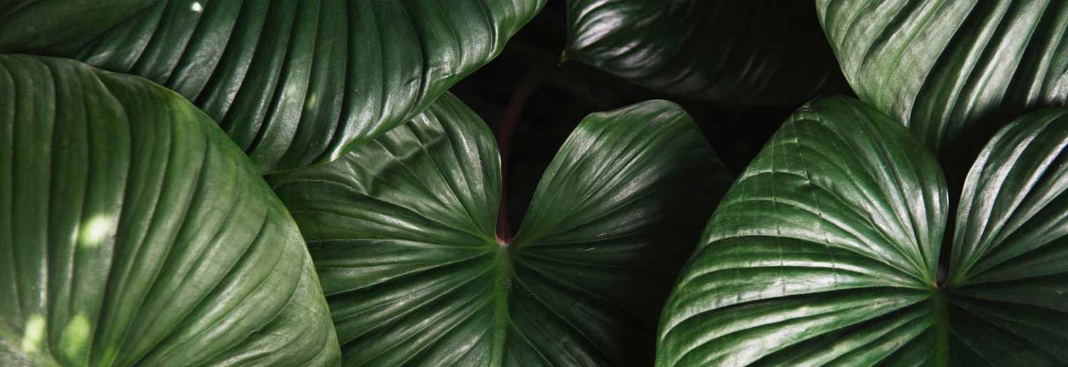 Indoor Landscaping