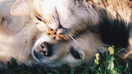 Pet Friendly Landscaping | Rossmere Custom Landscapes in Winnipeg, Manitoba